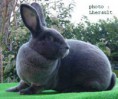 /album/les-races-de-lapins/rex-bleu-jpg/